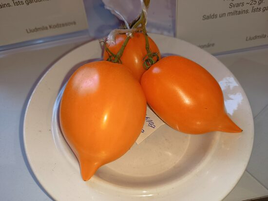 Золотая Туфелька Султана